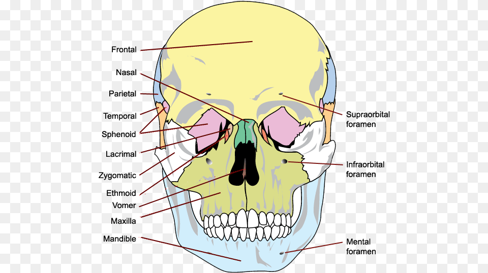 All Bone Of The Skull, Body Part, Mouth, Person, Teeth Free Transparent Png