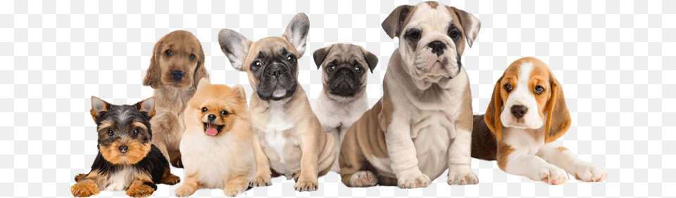 All Breed Puppies For Sale Doggie Of The Day English Bulldog Canvas 16 X, Animal, Canine, Dog, Mammal Free Png Download
