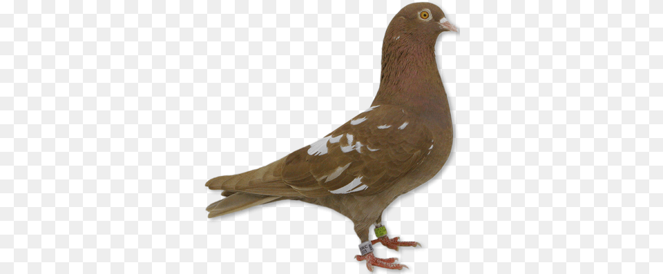 All Brown Roller Pigeons Brown Pigeon, Animal, Bird, Dove Free Png Download