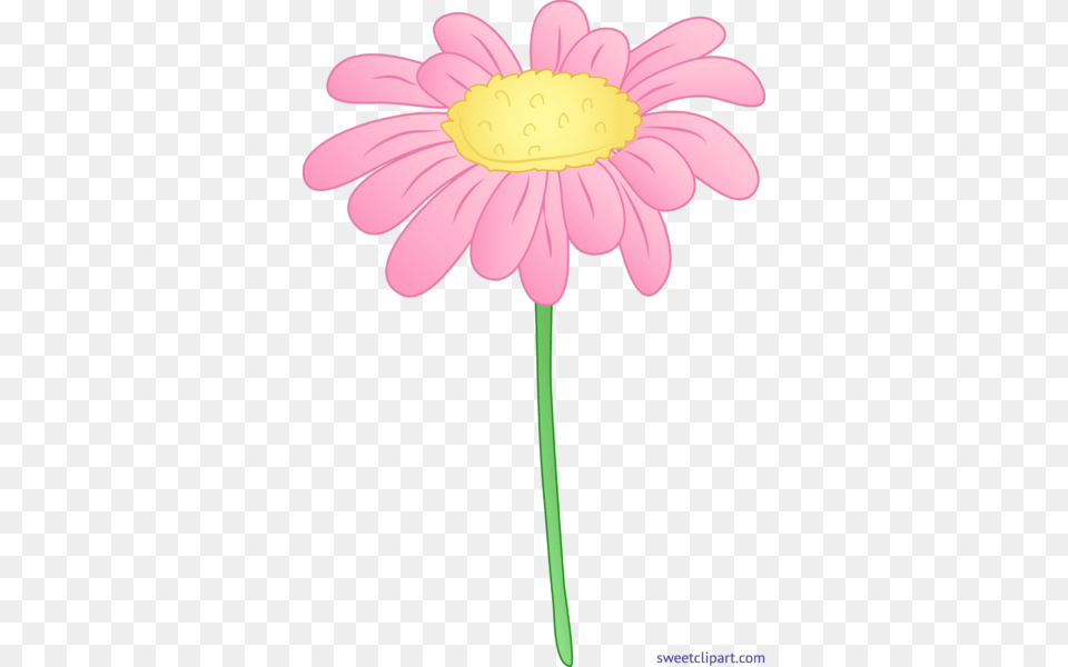 All Clip Art Archives, Daisy, Flower, Petal, Plant Free Png