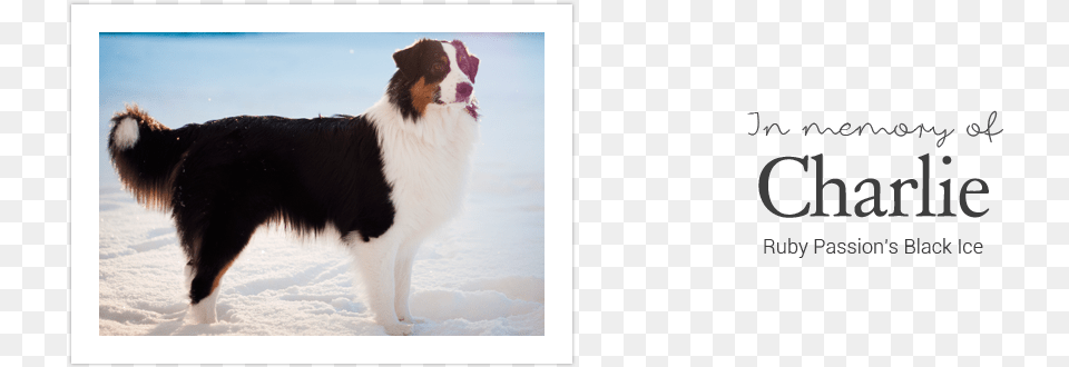 All Content Amp Images Copyright 2018 2019 Chaspades Australian Collie, Animal, Canine, Dog, Mammal Free Png Download