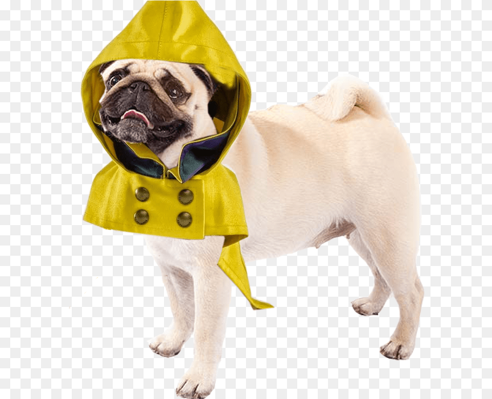 All Dog, Clothing, Coat, Animal, Canine Free Transparent Png