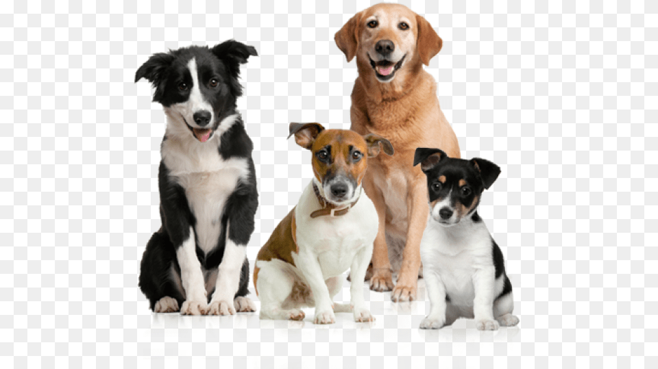 All Dogs Dog Images Hd, Animal, Canine, Mammal, Pet Free Png