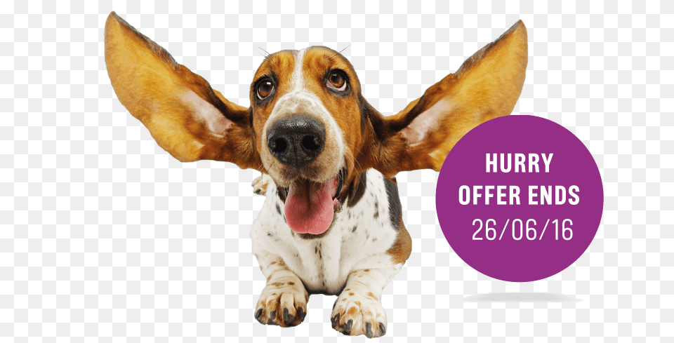 All Ears Dog Joachim Groh Just Do It 2017, Animal, Canine, Hound, Mammal Png Image