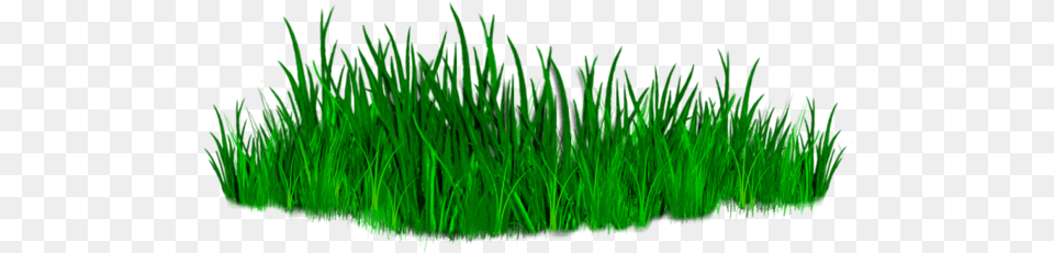 All Editing Grass Zip File Photoshop All Editing Grass For Photoshop, Aquatic, Green, Plant, Water Png Image