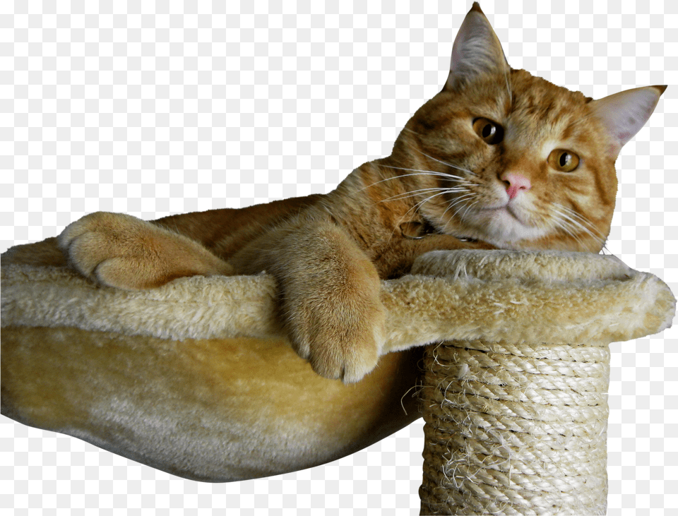 All Ginger Cats Male Free Png Download