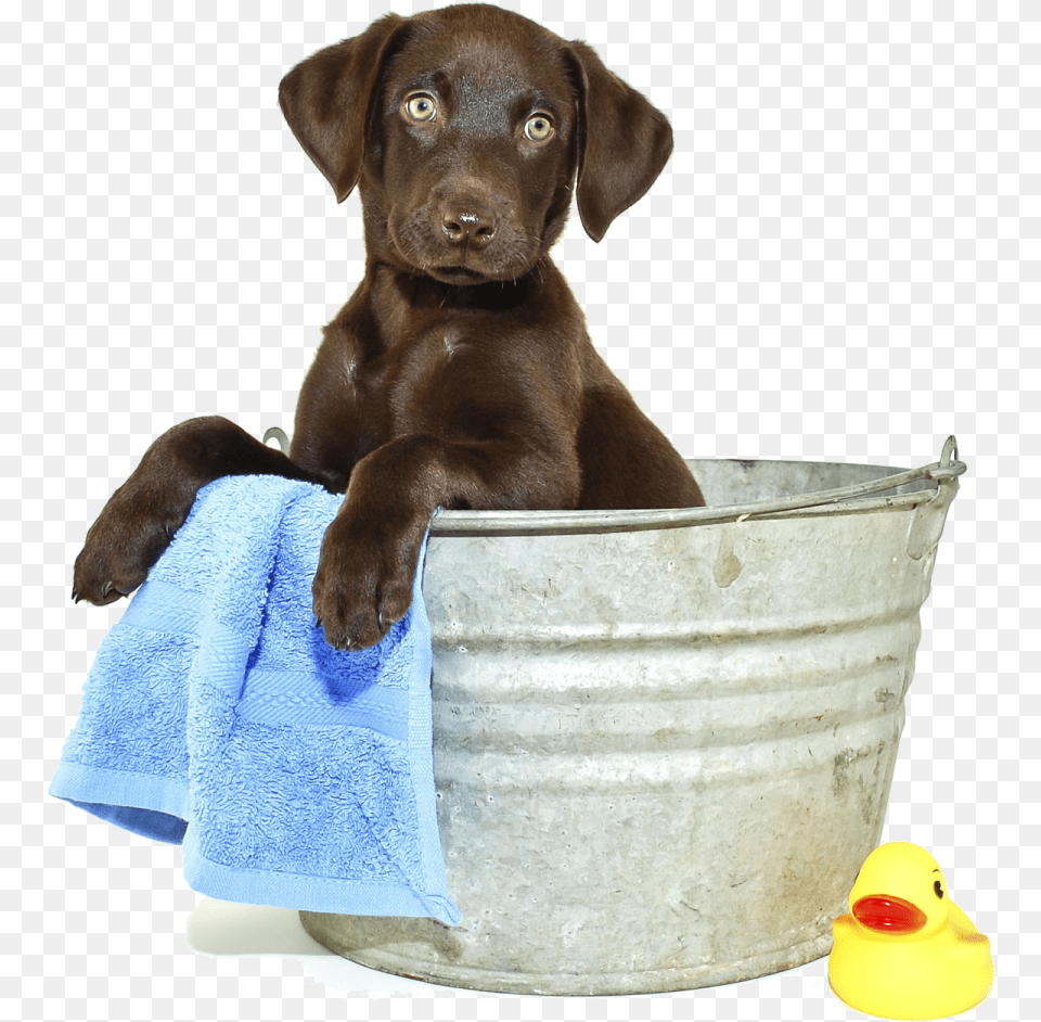 All Grooming Appointments Include Dog In Bath, Animal, Bathing, Canine, Mammal Free Png Download