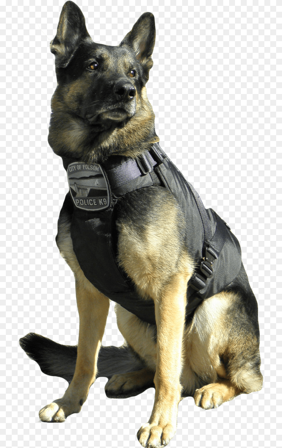 All K 9 Police Dogs Must Have A Vest Police Dog, Animal, Police Dog, Pet, Mammal Free Transparent Png