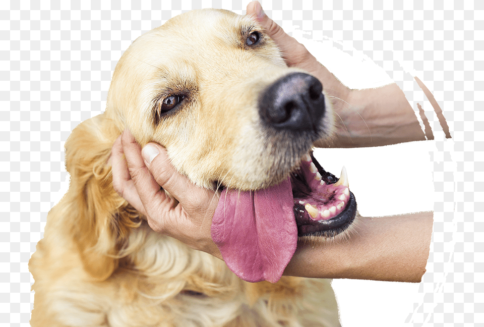 All Kind Of Animals, Animal, Canine, Dog, Golden Retriever Free Png
