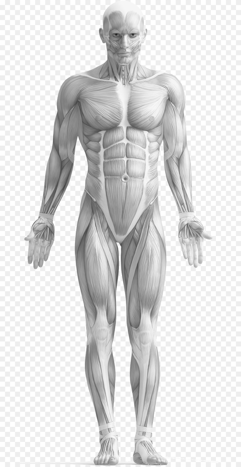 All My Life I Have Been Fascinated By The Human Body Study Guide To Human Anatomy And Physiology, Adult, Person, Man, Male Free Png Download