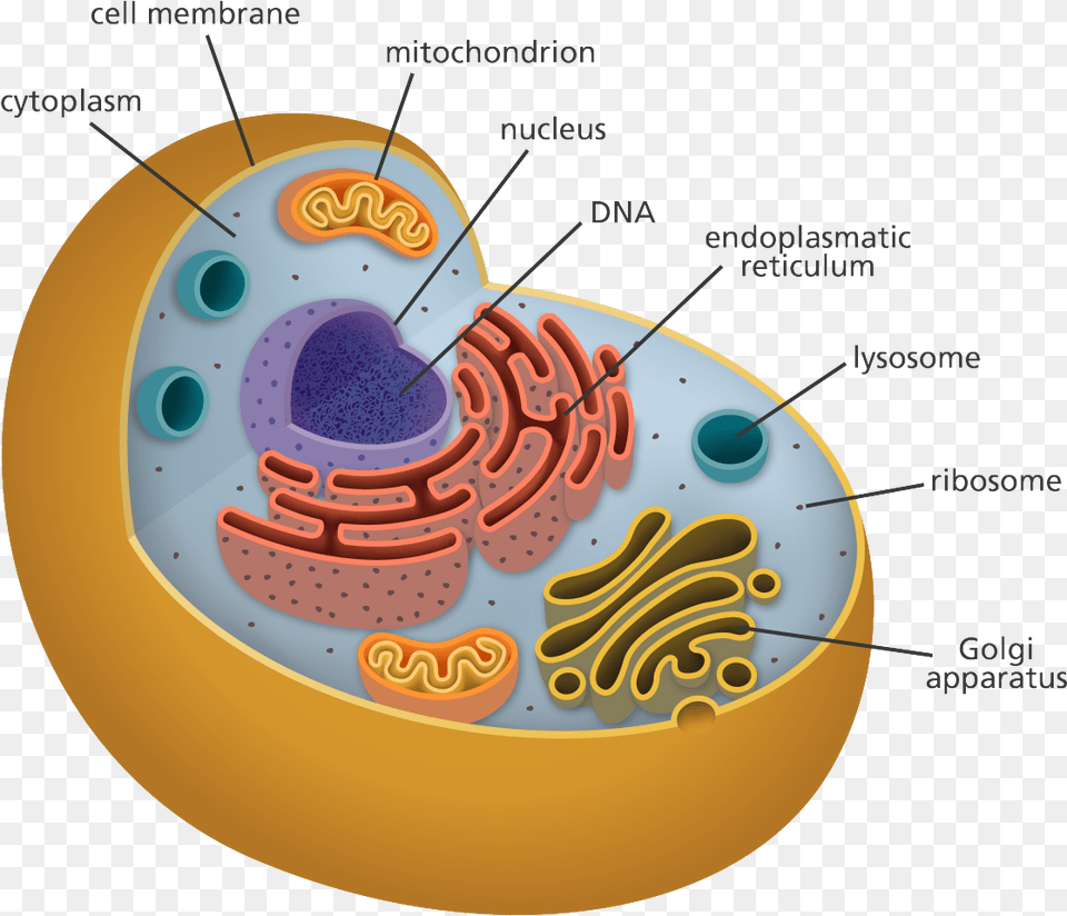 All Of My Organelles Including The Inside Of An Animal Cell, Disk Png