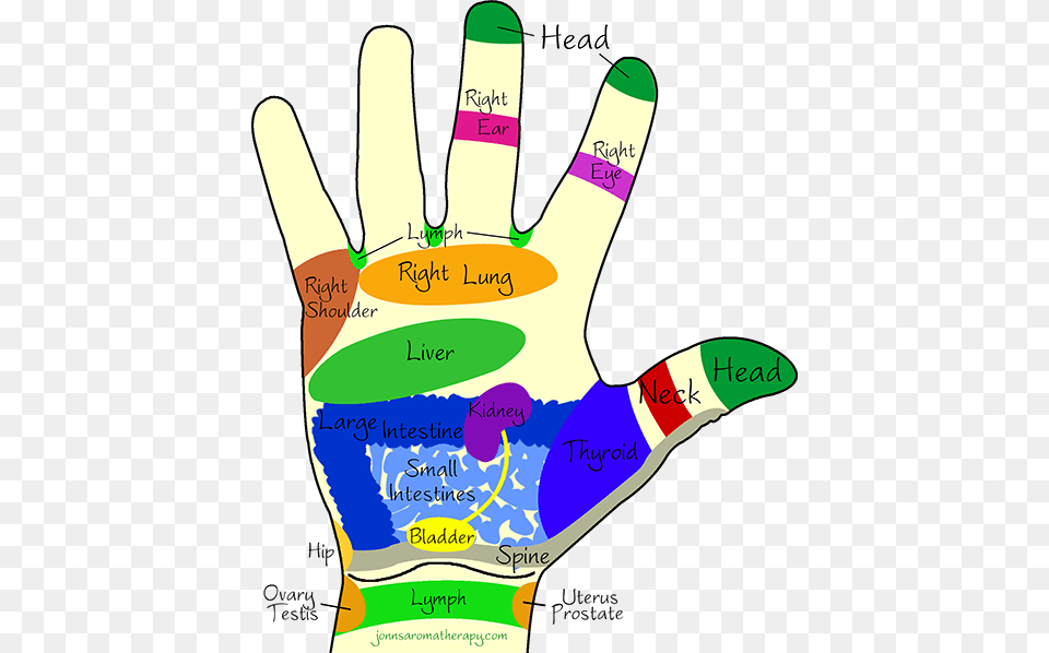 All Of The Reflexology Images Of Hands And Feet Shown Massaging Points On Hands, Body Part, Clothing, Finger, Glove Png Image