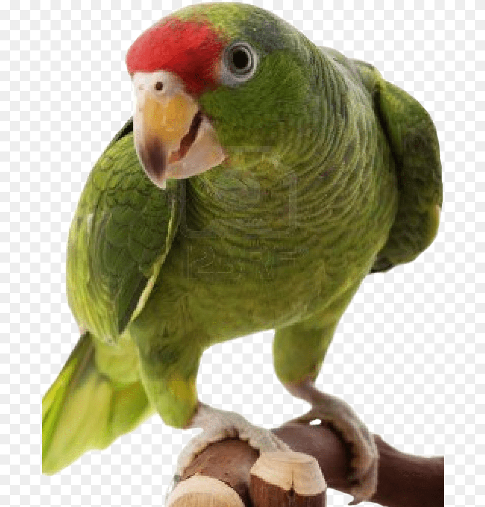All Parrots Images And Transparentquots To Red Crowned Amazon, Animal, Bird, Parrot, Parakeet Free Transparent Png