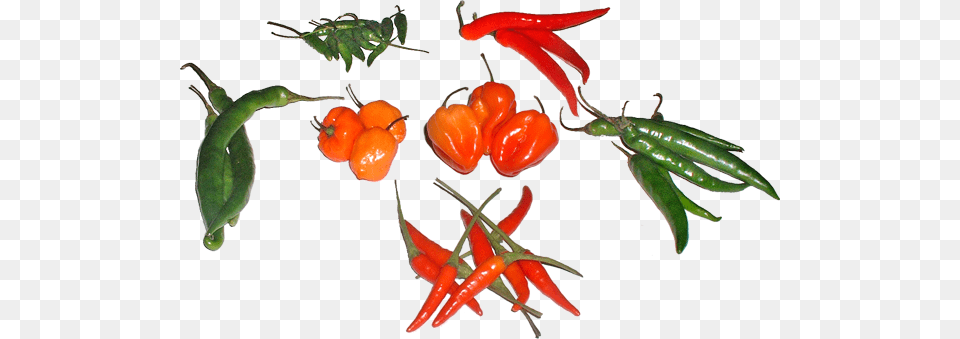 All Peppers Used In This Experiment Types Of Hot Peppers, Food, Produce, Pepper, Plant Free Png Download