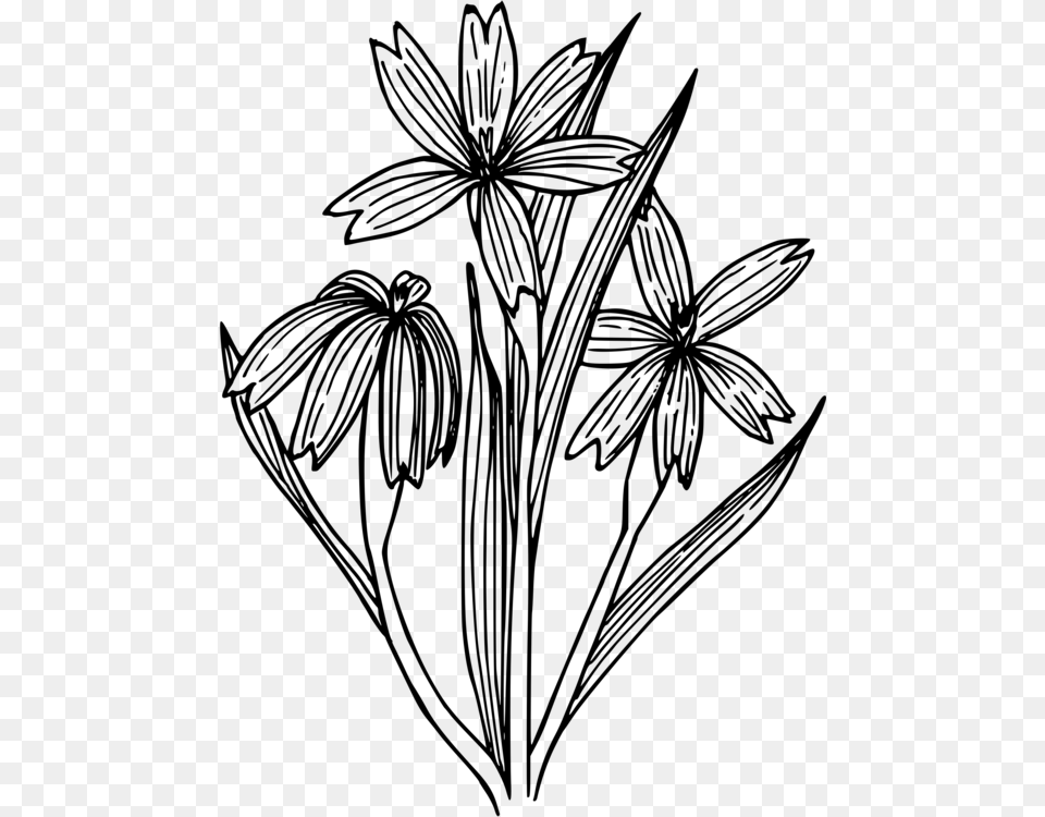 All Photo Clipart Blue Eyed Grass Drawing Line Art Grass Coloring Page, Gray Png Image