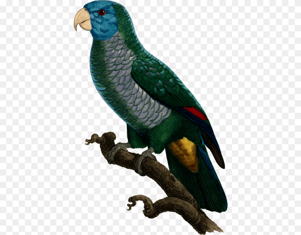 All Photo Clipart Parrots, Animal, Bird, Parrot Png