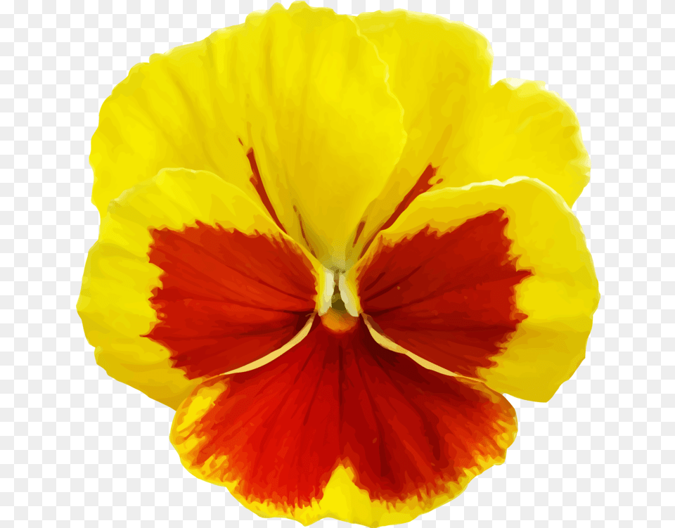 All Photo Clipart Yellow Pansy Flower Transparent Pansy Flower, Petal, Plant, Rose Png Image