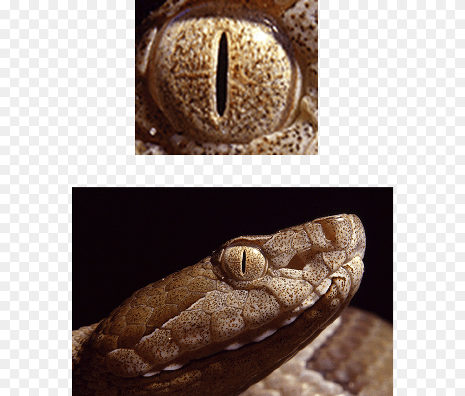 All Seeing Eye Eyes Of A Serpent, Animal, Reptile, Snake, Bread Png Image