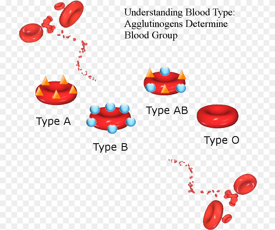 All The Blood Types Png