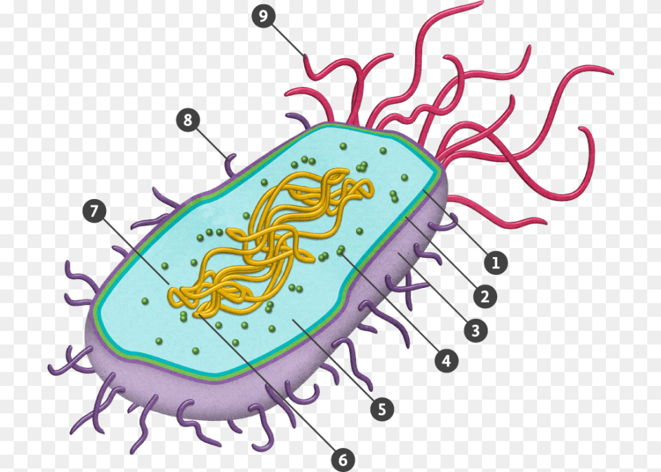 All The Small Things Prokaryotic Cell Png
