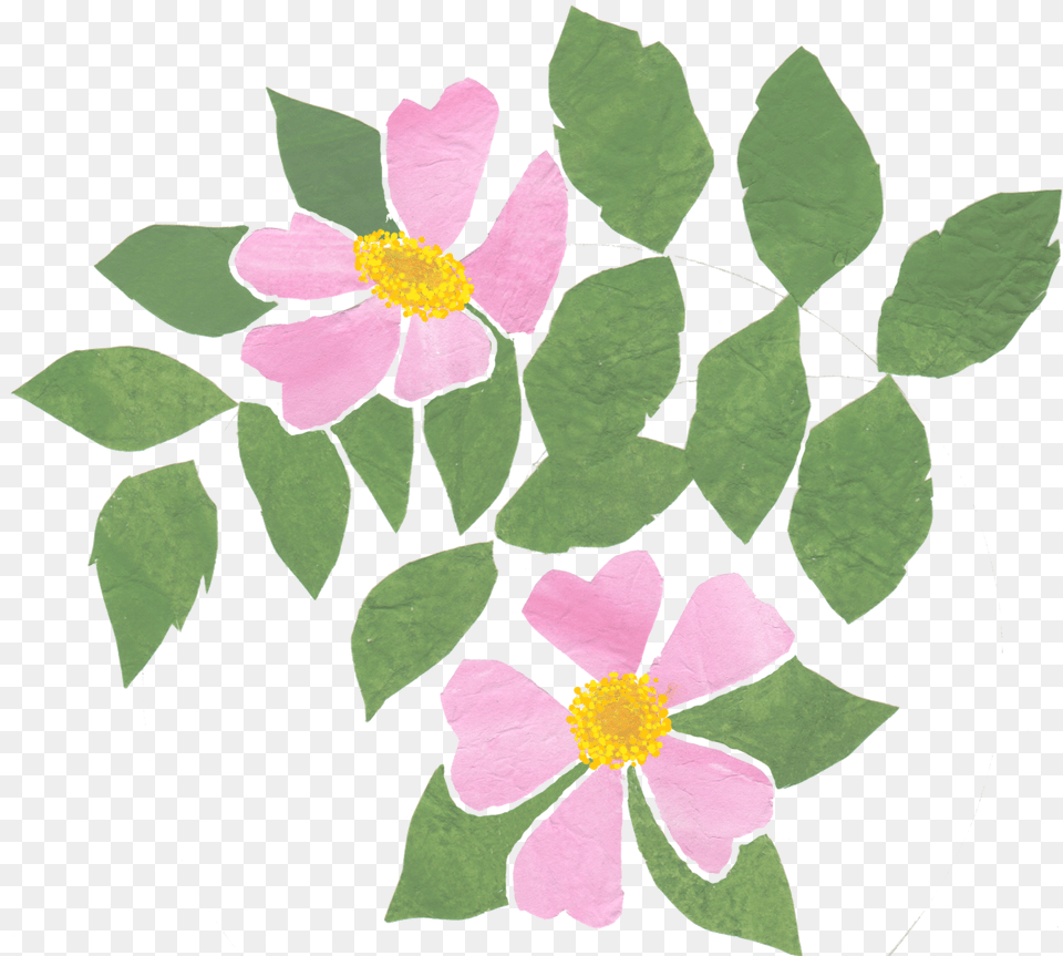 All This As The Result Of One Wayward Little Dog Rose Birthday, Anemone, Flower, Leaf, Petal Png