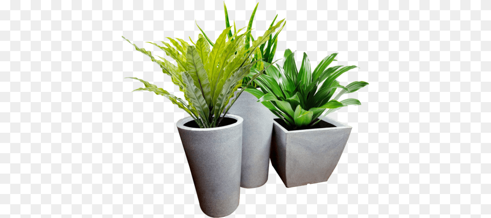 All Weather Planters Potted Plant In Thailand, Jar, Leaf, Planter, Potted Plant Free Transparent Png