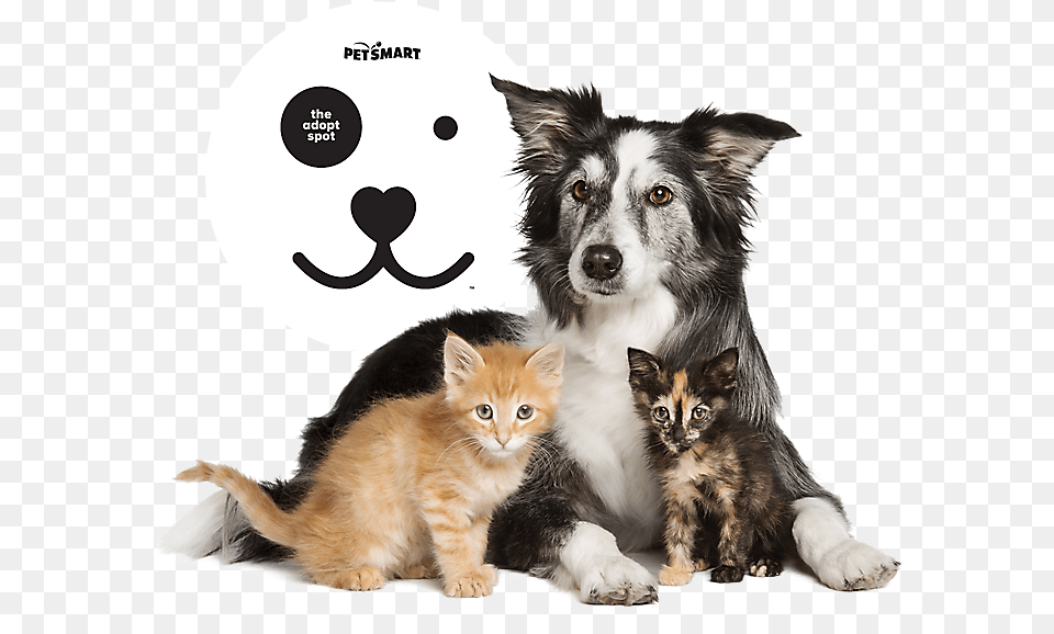 All You Need To Know About The Product Line At Petsmart Petsmart, Animal, Cat, Kitten, Mammal Free Png Download