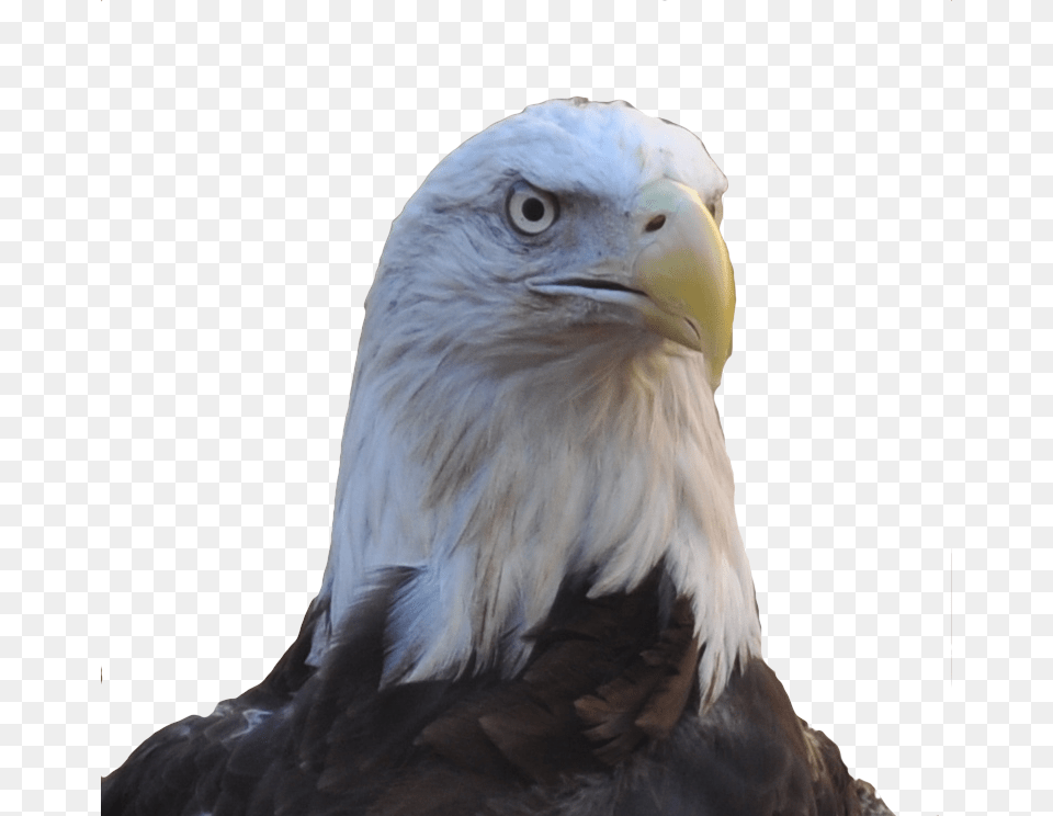 Allegiant Our Female Bald Eagle Buzzard, Animal, Bird, Beak, Bald Eagle Png Image