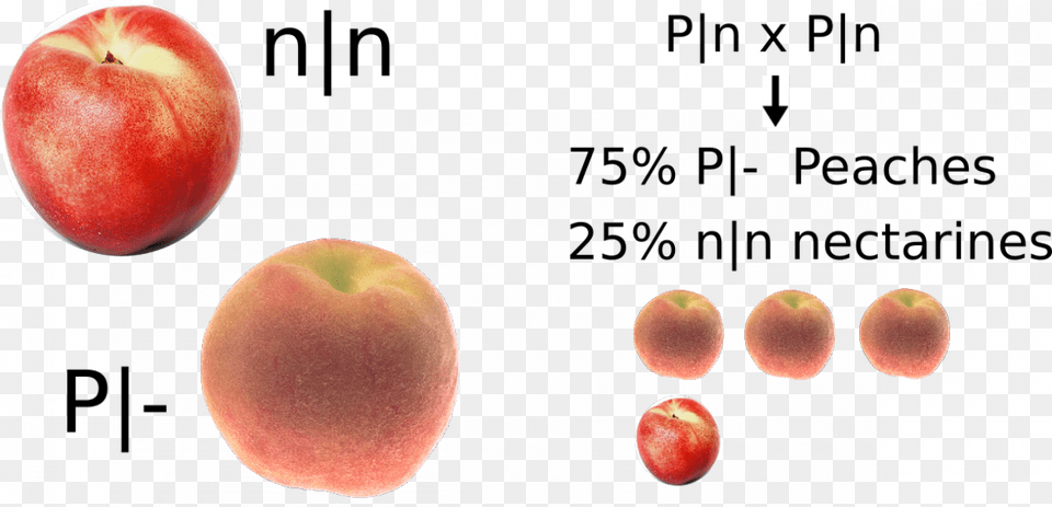 Allelic State Of Several Peach Amp Nectarine Cultivars Fresh California Grown Nectarines, Apple, Food, Fruit, Plant Png