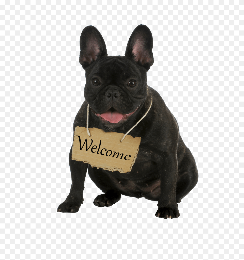 Allevamento Bulldog Francese Casa Dei Felsinei Bouledogue Francese, Animal, Canine, Dog, French Bulldog Png