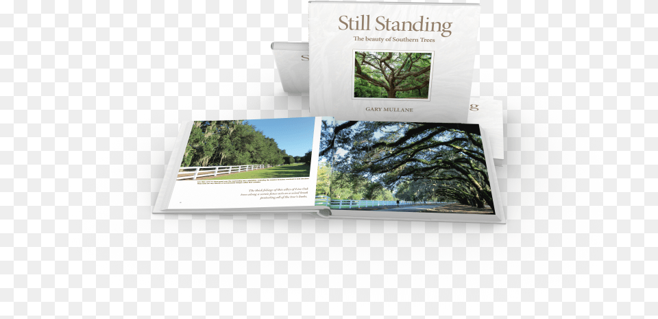 Alley Of Live Oak Trees Grass, Advertisement, Poster, Plant, Tree Free Transparent Png