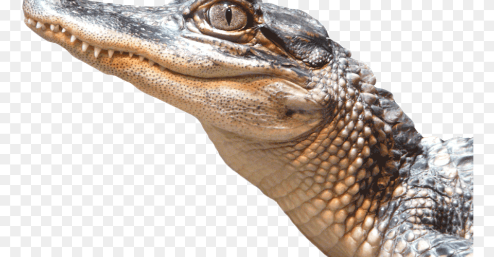 Alligator 1 American Crocodile, Animal, Lizard, Reptile Png