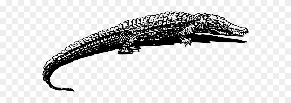 Alligator Gray Png