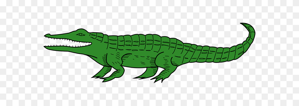 Alligator Animal, Crocodile, Reptile, Fish Png