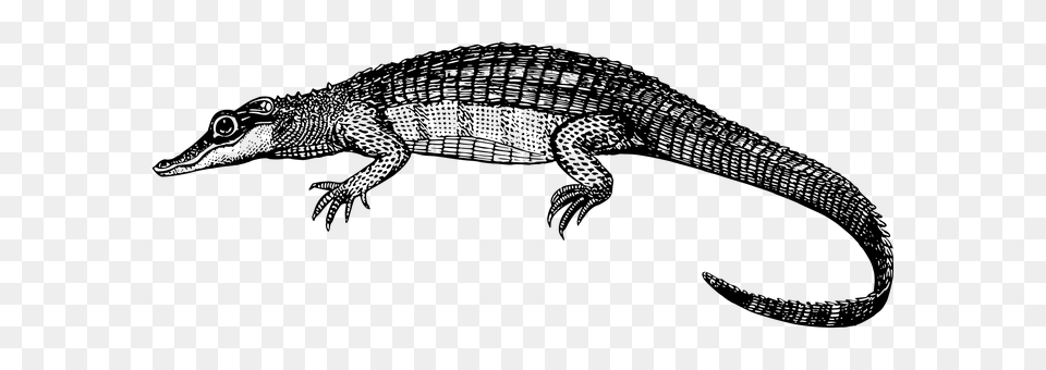 Alligator Gray Free Png Download