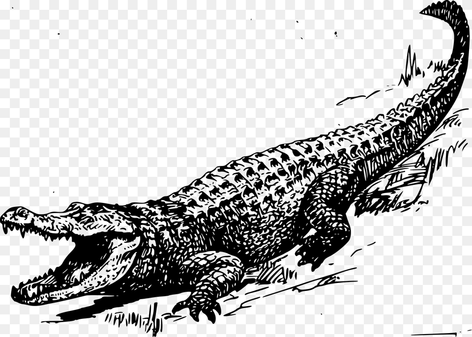 Alligator, Gray Free Png
