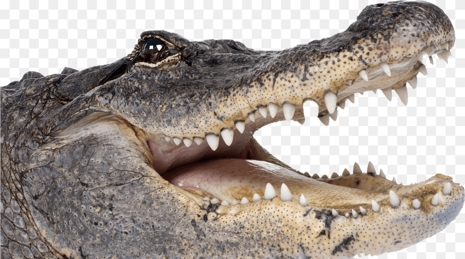 Alligator Background Alligator, Animal, Crocodile, Reptile, Fish Free Png