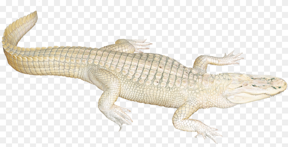 Alligator Crocodile Transparent White Image Of Crocodile Clipart, Animal, Lizard, Reptile, Electronics Free Png