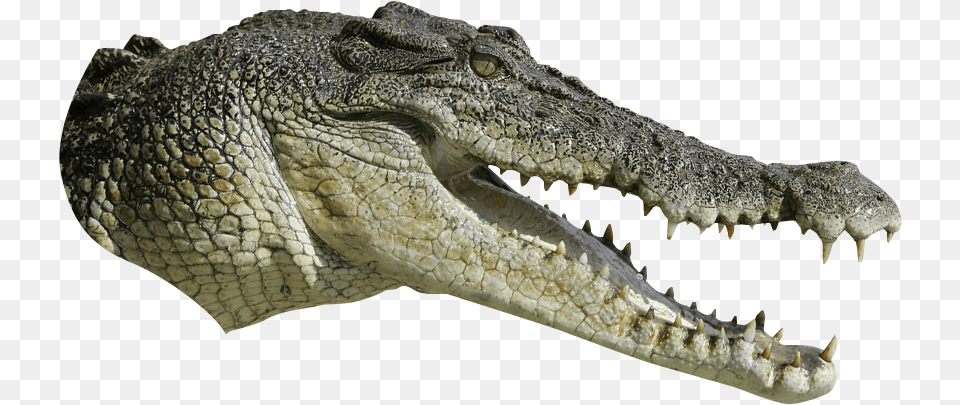 Alligator Download, Animal, Lizard, Reptile, Crocodile Png Image