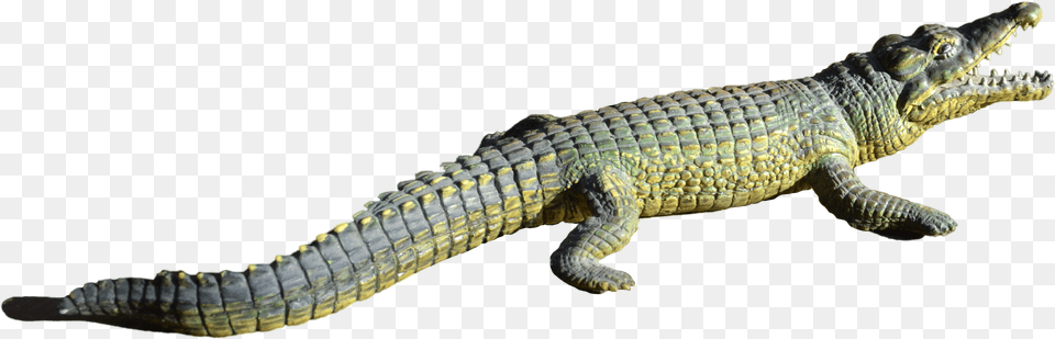 Alligator File Rpteis, Animal, Lizard, Reptile, Crocodile Png