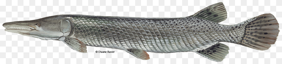 Alligator Gar Fish, Animal, Sea Life, Carp Png