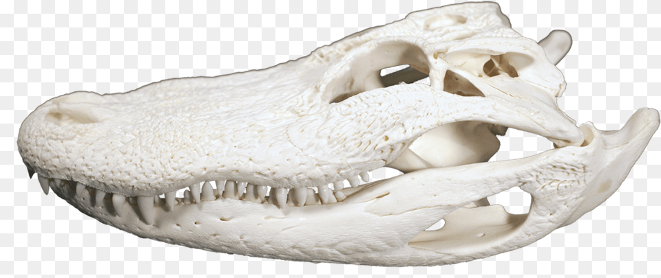 Alligator Head, Animal, Fish, Sea Life Free Png