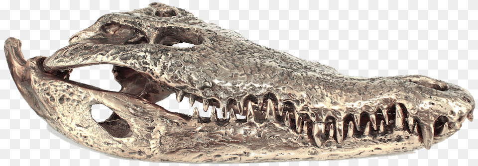 Alligator Head, Animal, Dinosaur, Reptile, Fossil Free Transparent Png