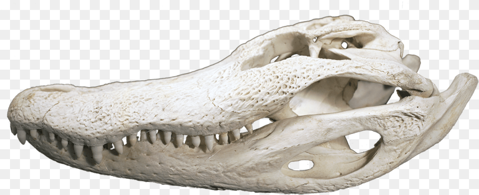 Alligator Head, Animal, Fish, Sea Life Png Image