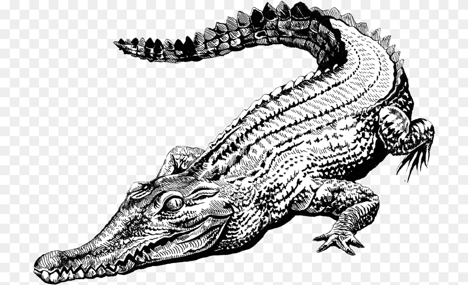 Alligator Head, Animal, Dinosaur, Reptile, Crocodile Free Png Download