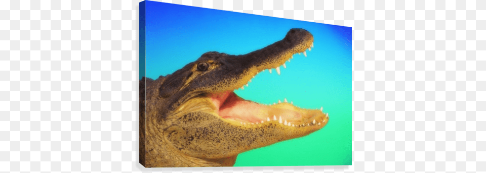 Alligator Head With Open Mouth Against A Blue And Green Everything Was Held In Place, Animal, Crocodile, Reptile, Fish Png