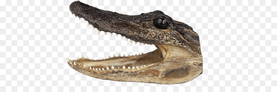 Alligator King American Crocodile, Animal, Lizard, Reptile Free Png Download
