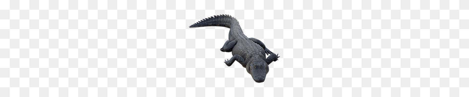 Alligator Photo Images And Clipart Freepngimg, Animal, Crocodile, Reptile Png