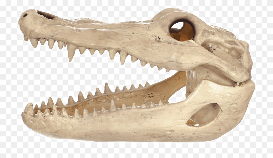 Alligator Skull, Animal, Fish, Sea Life, Shark Free Png Download