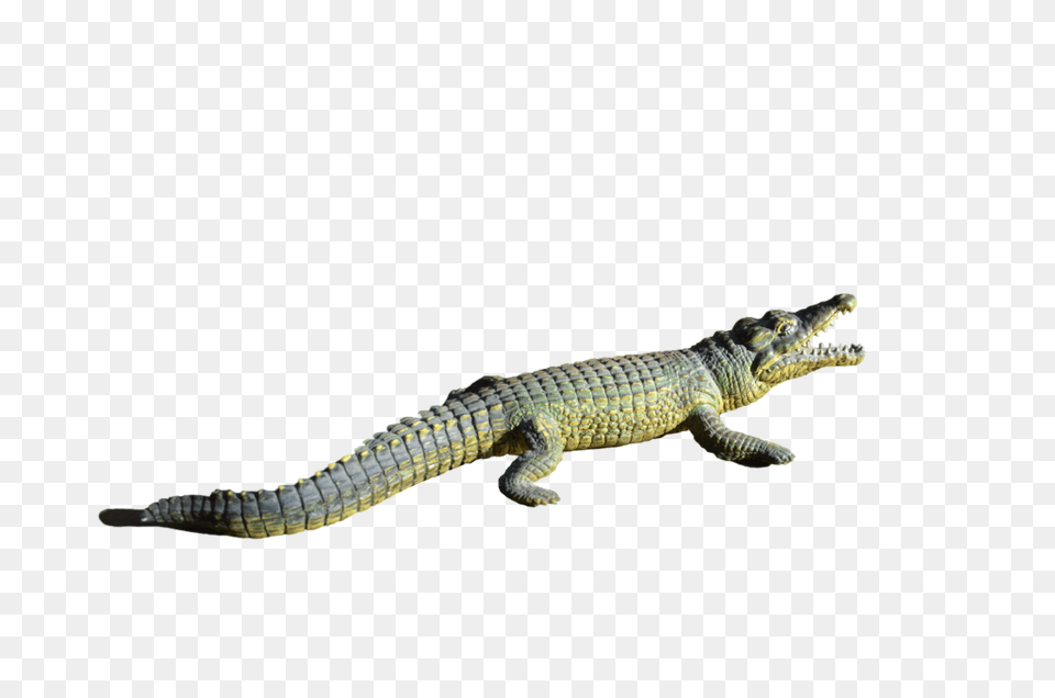 Alligator Transparent, Animal, Lizard, Reptile, Crocodile Png